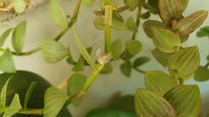 Image result for Aneilema zebrinum