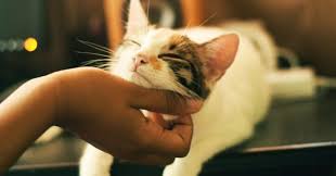 Your cat may need to act out their aggression by picking fights with their brothers and sisters or by causing a fight with a strange cat. Cat Lover You Re More Likely To Be An Introvert Psychology Today