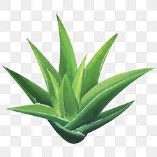 A Fresh Aloe Png Aloe Vera Realistic Style Aloe Vera Png Transparent Clipart Image And Psd File For Free Download In 2021 Aloe Vera Clipart Images Clip Art