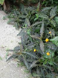 Image result for Gynura pseudochina