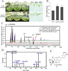 2021.07.15 nikkei style u22 『校長ブログ』に学校長の特集記事が掲載されました; The Moss Flavone Synthase I Positively Regulates The Tolerance Of Plants To Drought Stress And Uv B Radiation Sciencedirect