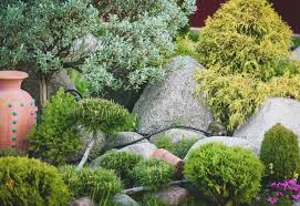 Rhododendron 'nova zembla' small evergreen shrub valued for its showy red flowers; 15 Dwarf Evergreen Shrubs For Small Gardens Landscapes