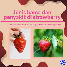 We did not find results for: Hama Dan Penyakit Pada Tanaman Strawberry Bagaimana Cara Pengendaliannya Pt Mutiaracahaya Plastindo