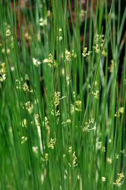 Image result for Sporobolus molleri