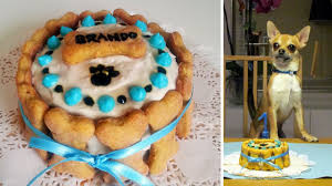Ricette A Quattro Zampe Torta Di Compleanno Per Cani Torte Di Compleanno Biscotti Per Cani Fatti In Casa Torta Per Cane