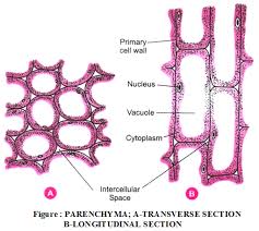 Types Plant Tissues Functions 2 Plant Tissue Basic Geometry Cell Wall