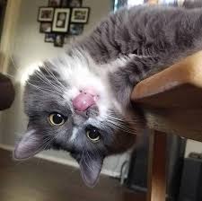 cute kitty cool cat tree house hayvanlar