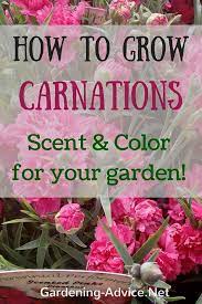 Growing Carnations How To Grow Carnations In The Garden Growing Carnations Carnation Flower Carnations