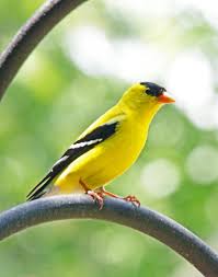 Birds Of Western North Carolina Book American Goldfinch Black Mountain Nc Goldfinch Black Mountain North Carolina