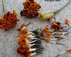 Marigold adalah bunga yang indah dengan warna ungu muda yang menarik. Cara Menanam Bunga Marigold Dari Biji Bibitbunga Com