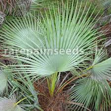 Image result for Acoelorrhaphe wrightii