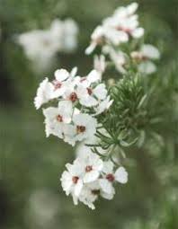 Image result for Eriocephalus