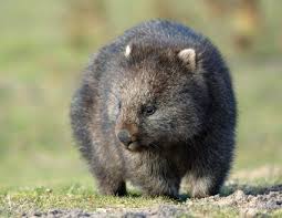 Image result for Common wombat