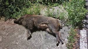 Wild boar (sus scrofa) were once native to great britain but became extinct some 300 years ago. Special Winter Hunting Period Declared To Reduce Wild Boar Population