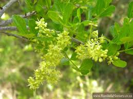 Image result for Zanthoxylum capense