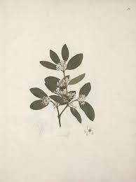 Image result for Acokanthera schimperi