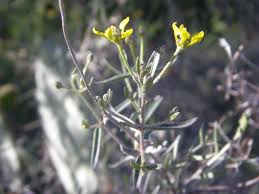 Image result for Janusia