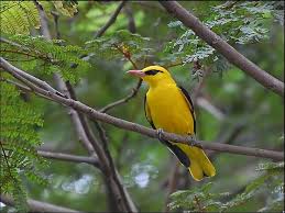 This exotic bird could seriously injure or kill a person or dog in an instant with its deadly claws. Golden Oriole From Wild Facts Com Golden Oriole World Birds Beautiful Birds