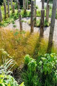 Image result for Carex conferta