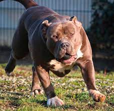 The american bully is a recently formed companion dog breed, originally recognized in 2004 by the american bully kennel club (abkc) and followed by the european bully kennel club (ebkc) in 2008.it has been recognized by the united kennel club (ukc) since july 15, 2013. American Bully Kraftprotz Mit Weichem Herz Hundemagazin Wuff