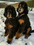 What Is a Phantom Poodle? | Animals - mom.me