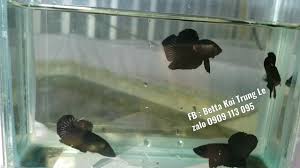 Super Black Shop Betta Koi Trung Le