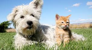 Maybe you would like to learn more about one of these? Cottage Grove Animal Hospital