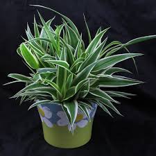 Image result for Chlorophytum comosum
