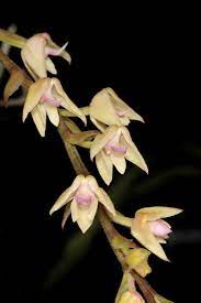 Polystachya Piersii 2013 06 10 01 Types Of Orchids Orchids Wild Orchid