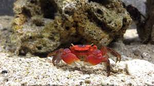 Anda cari kepiting & belut, silahkan hubungi gudang kepiting no hp. Jual Kepiting Apple Crab Air Tawar Youtube