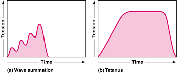 Contraction Diagram (Label Diagram | Quizlet
