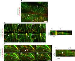 We did not find results for: The Arabidopsis Spiral2 Protein Targets And Stabilizes Microtubule Minus Ends Current Biology