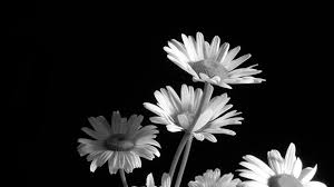 If you look at the black and white. Black Flowers Hd Wallpapers Top Free Black Flowers Hd Backgrounds Wallpaperaccess