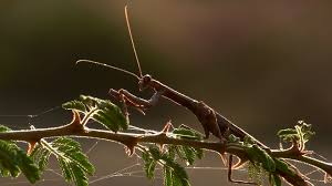Maybe you would like to learn more about one of these? Praying Mantis Namibia Hd Stock Video 449 211 580 Framepool Stock Footage