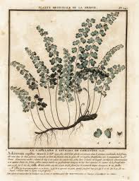 Image result for Adiantum capillus-veneris