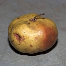 Image result for Phyllanthus polyanthus