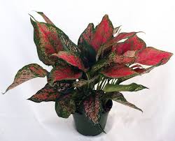 Aglaonema is the only plant with colorful leaves, which thrives in shade, but can stand in the sunlight also. Aglaonema Red Valentine Chinese Evergreen Indoor Plants
