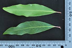 Image result for Faurea rubriflora