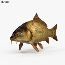 Fishing with grandpa f1uploaded by: 3d Model Of Carp Hd Fish Sketch Fish Drawings Carp
