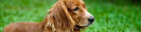 En 2018, c'est la lettre o qui est mise en avant, surtout si vous avez inscrit votre chien au l.o.f. Noms De Chien En O Pour L Annee 2018