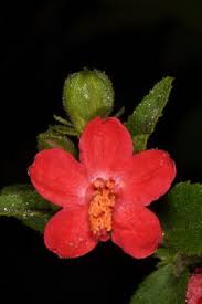 Image result for Hibiscus aponeurus