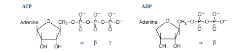 Atp acts as an energy carrier. Why Is Atp Hydrolysis To Adp Rather Than Adp Hydrolysis To Amp Used To Drive Biochemical Reactions Biology Stack Exchange