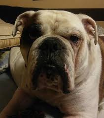 As well as, easier to maintain. Jacksonville Fl English Bulldog Meet Tater A Pet For Adoption