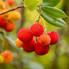 Strawberry tree, arbutus unedo l. Buy Strawberry Tree Arbutus Unedo Delivery By Waitrose Garden