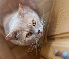 Cats can jump approximately 6 times. Why Doesn T My Cat Jump Anymore