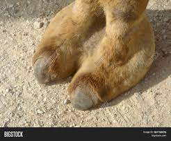 The widening toes on a camel's hoof provide supplemental grip for varying soil sediments.13. Camel Toe Image Image Photo Free Trial Bigstock