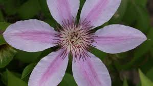 Check spelling or type a new query. What Group Is My Clematis Finegardening