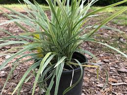 It does best in a part shade location. Aztec Grass Just Fruits And Exotics