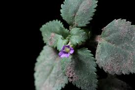 Image result for Stemodia serrata