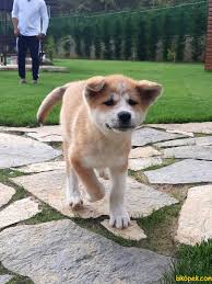 Japon Akita Inu Yavrularimiz Hachiko 246587 Bikopek Com